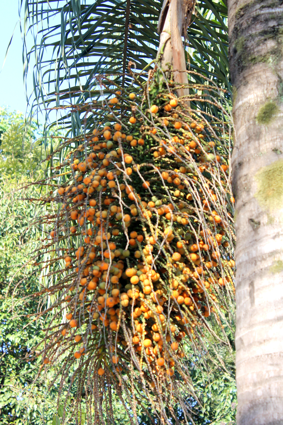 Palmeira de jerivá.